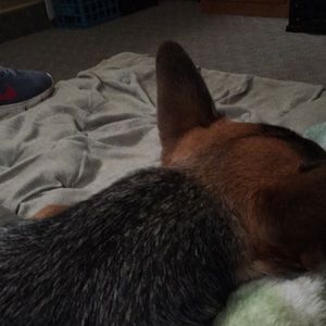 Meet your Posher, Renee